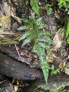 Image of arrowhead maiden fern