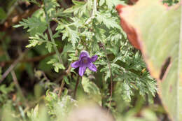 Imagem de Campanula pallida Wall.