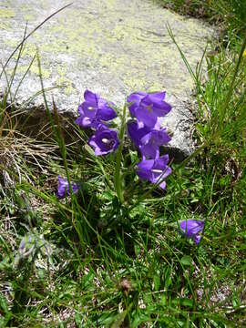 Image of Campanula orbelica Pancic