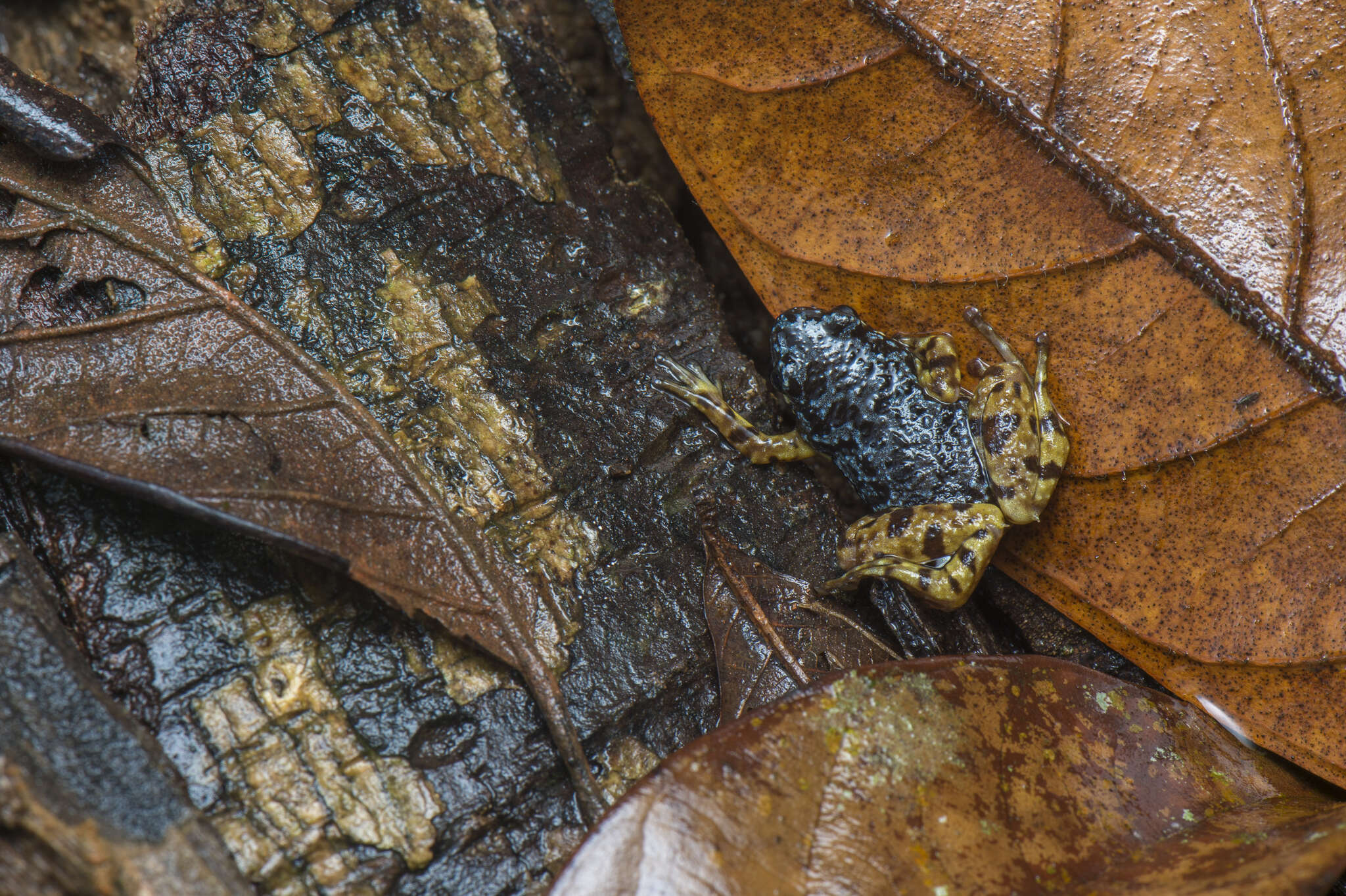 Imagem de Chaperininae Peloso, Frost, Richards, Rodrigues, Donnellan, Matsui, Raxworthy, Biju & Lemmon et al. 2016