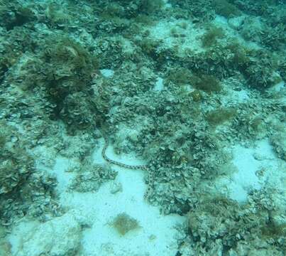 Image of Leopard Eel