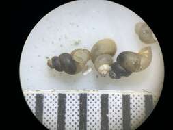 Image of Pyrgulopsis licina Hershler, Liu & Bradford 2013