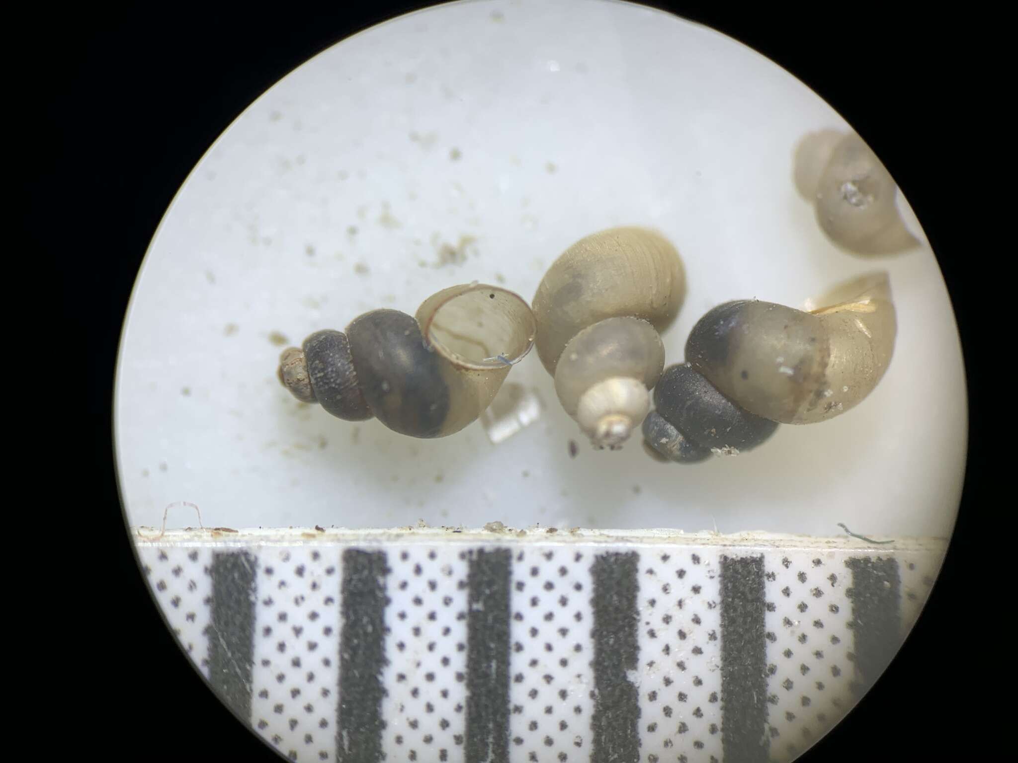 Image of Pyrgulopsis licina Hershler, Liu & Bradford 2013