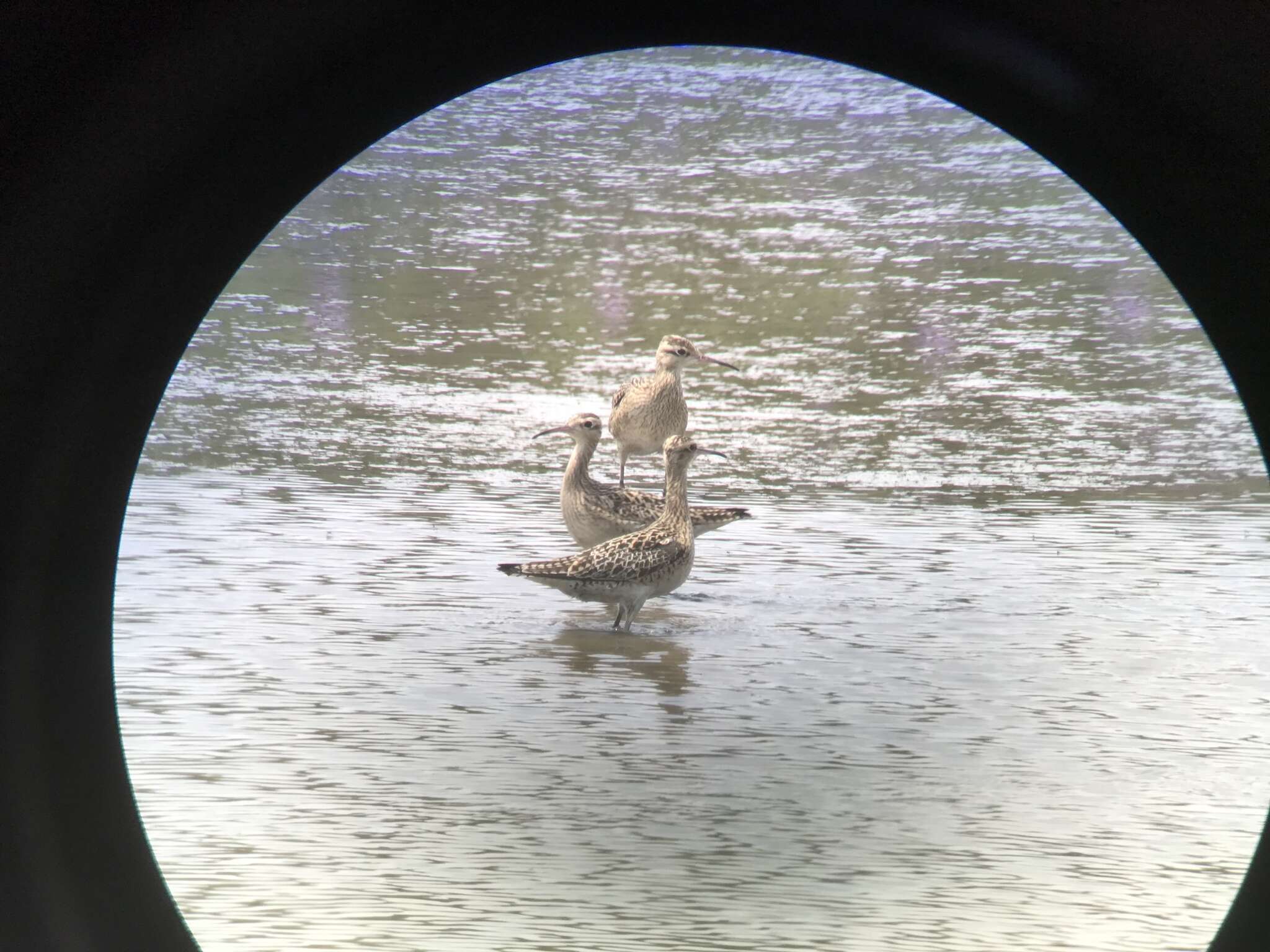 Image of Little Curlew