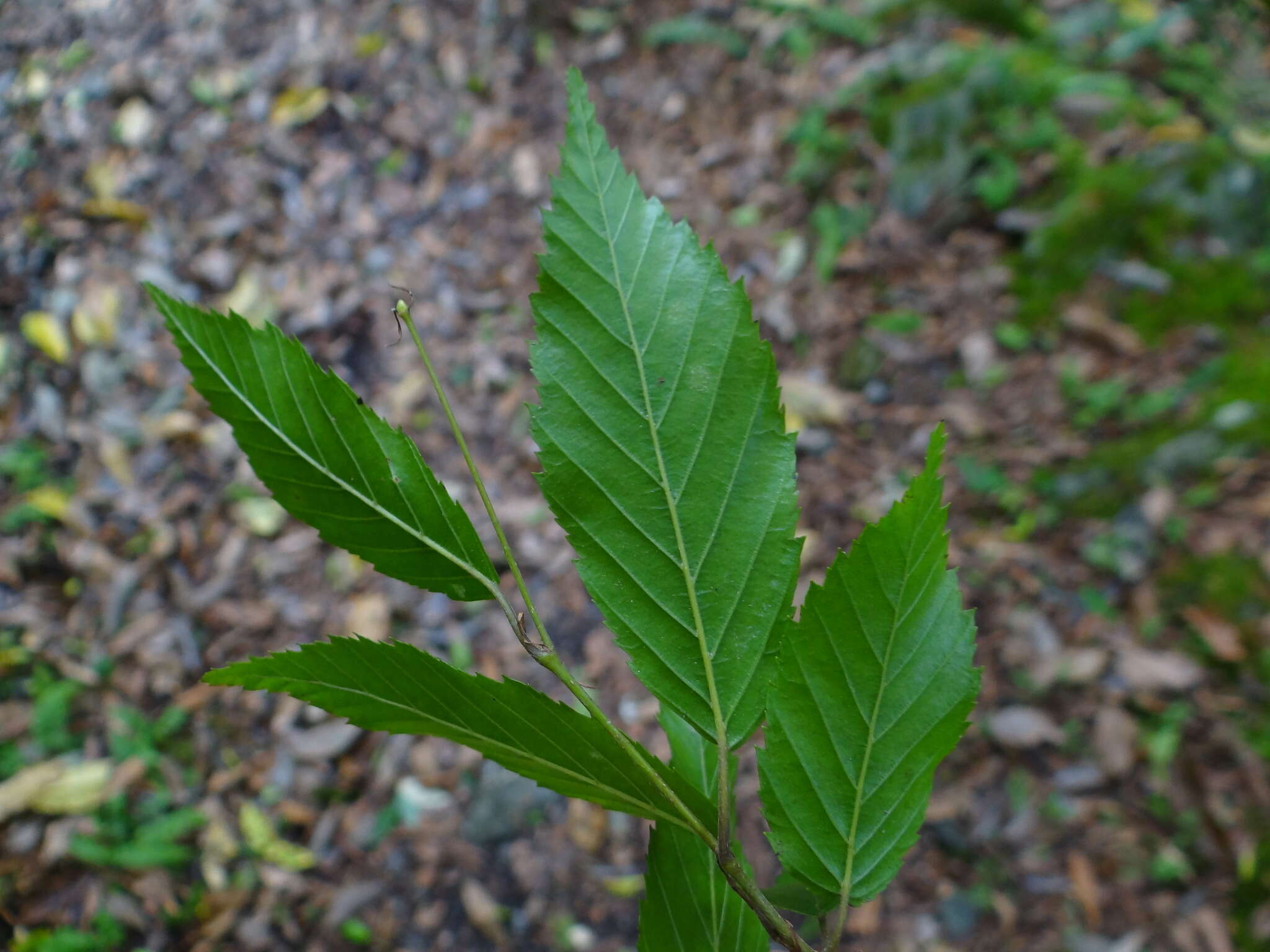 Image of Carpinus kawakamii Hayata