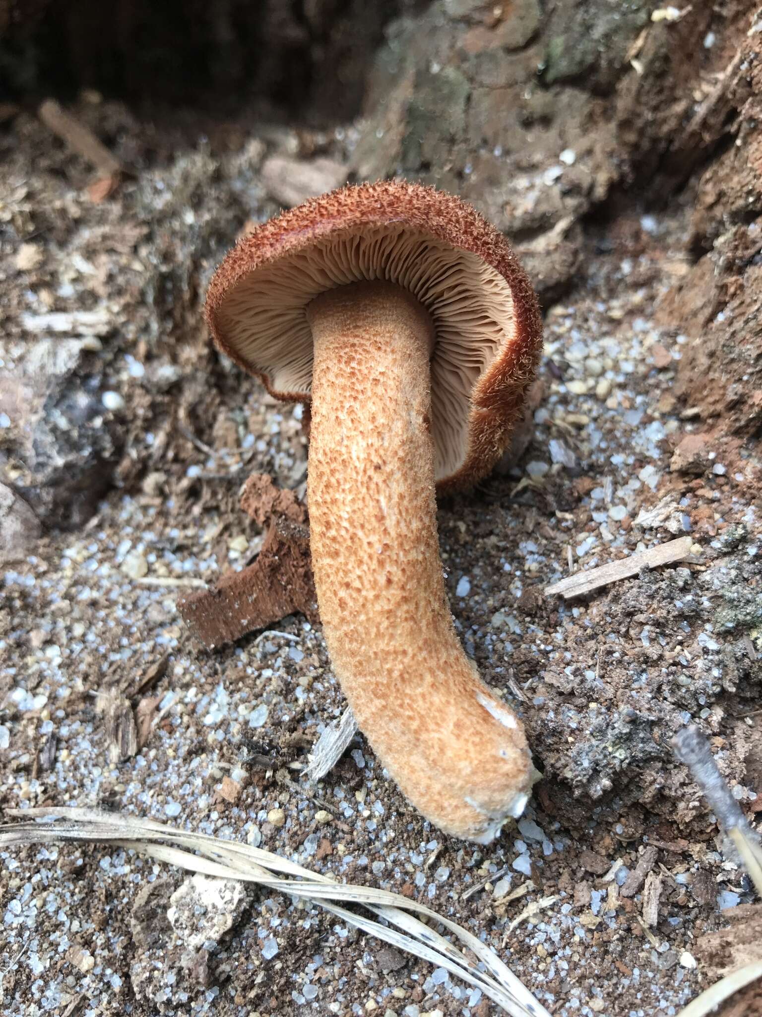 Plancia ëd Tricholomopsis formosa (Murrill) Singer 1951