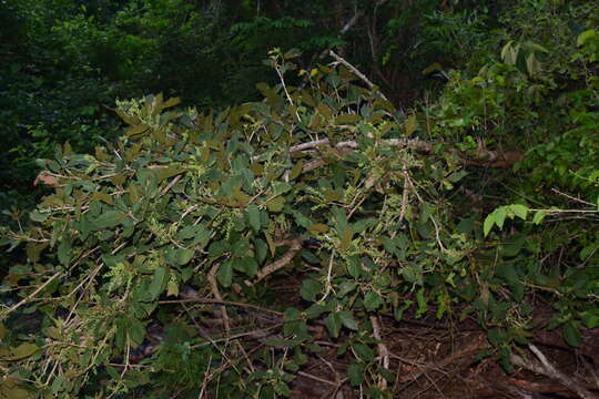 Ruprechtia fusca Fern. resmi