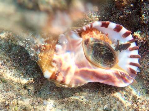 Image of Charonia lampas (Linnaeus 1758)