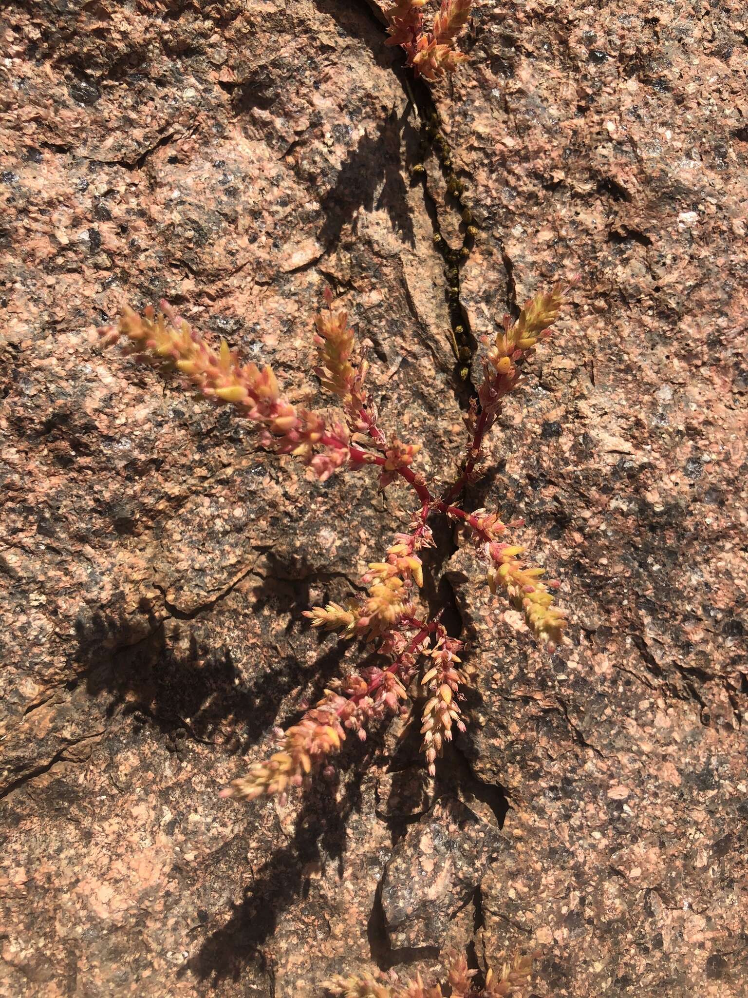 <i>Crassula <i>decumbens</i></i> var. decumbens resmi