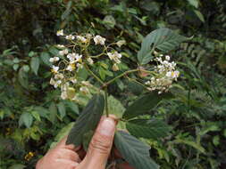 Image of Begonia peruviana A. DC.