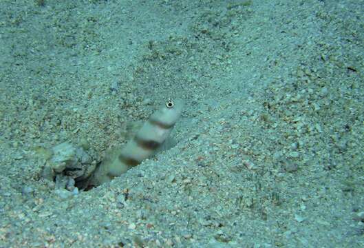 Image of Steinitz' prawn goby