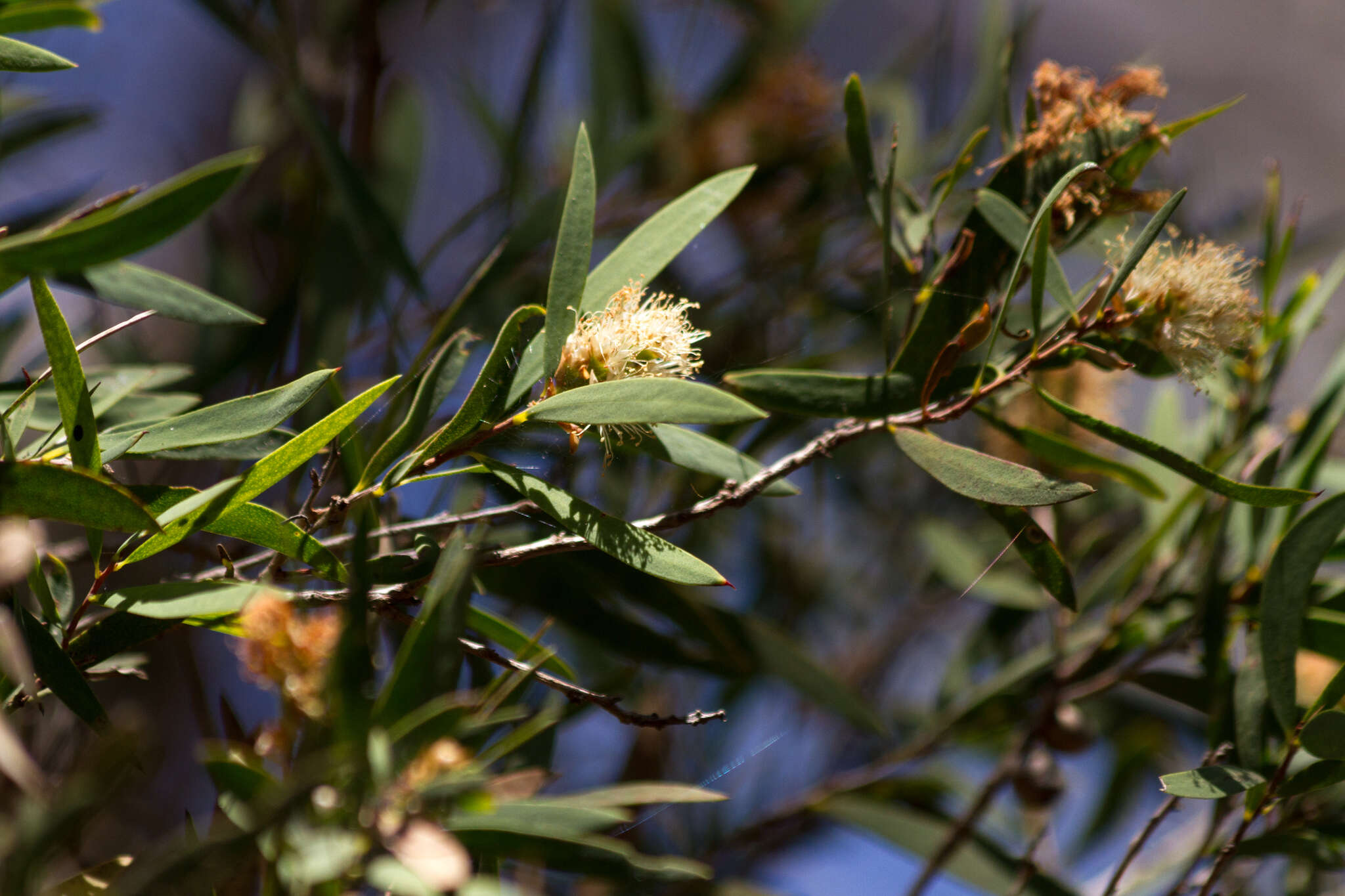 Image of Melaleuca groveana Cheel & C. T. White