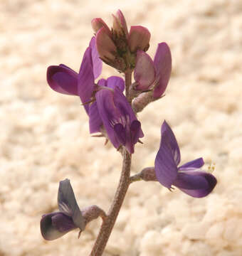 Image of cushenbury milkvetch