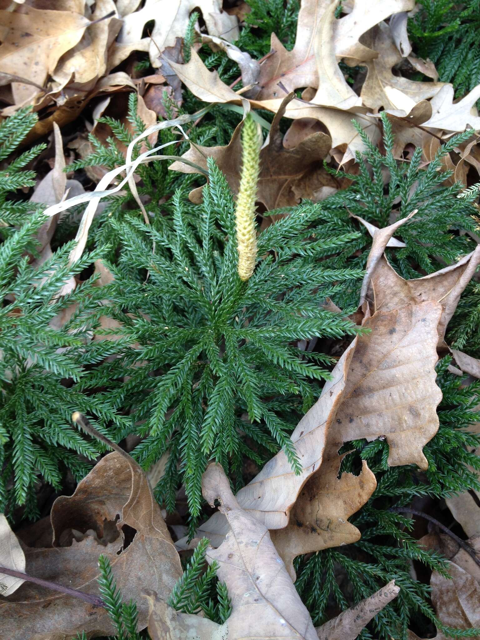 Imagem de Dendrolycopodium obscurum (L.) A. Haines