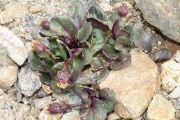 Image of Colorado ragwort