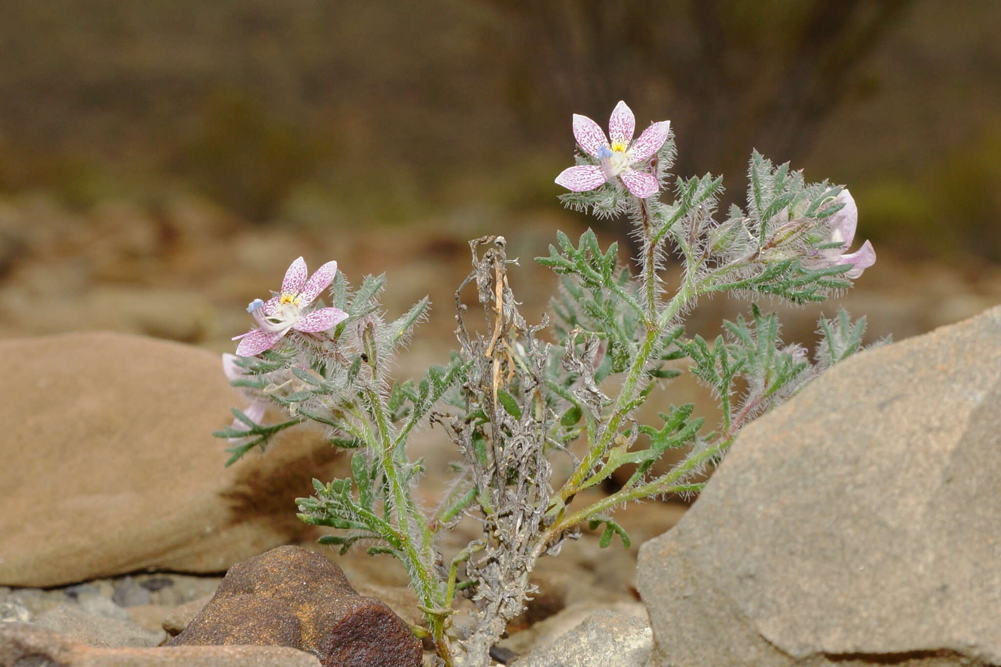 Image of Havard's ipomopsis