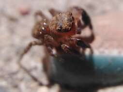 Image de Euophrys rufibarbis (Simon 1868)