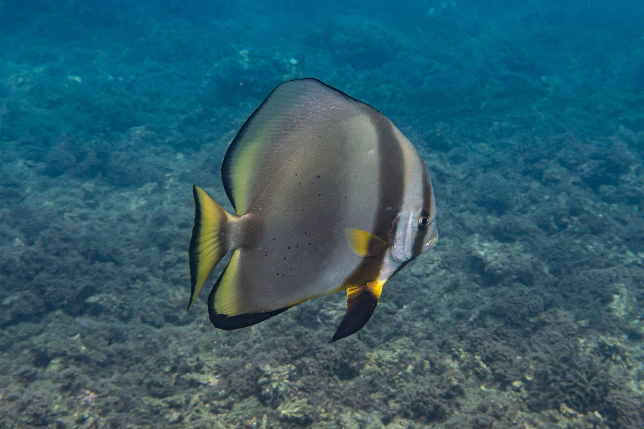 Platax orbicularis (Forsskål 1775) resmi