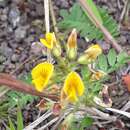 Imagem de Adesmia latifolia (Spreng.) Vogel