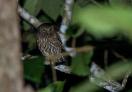 صورة Ninox philippensis Bonaparte 1855