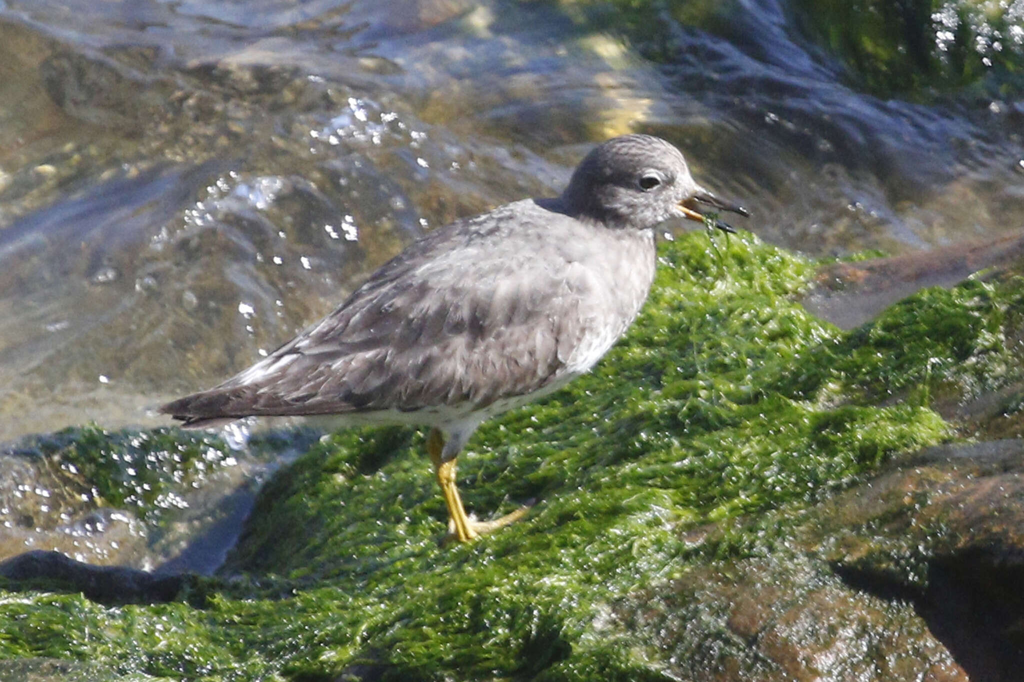 Image of Surfbird