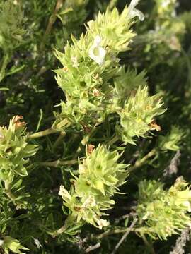 Imagem de Salvia tchihatcheffii (Fisch. & C. A. Mey.) Boiss.