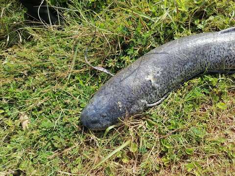 Image of African lungfishes