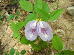 Clitoria mariana L. resmi