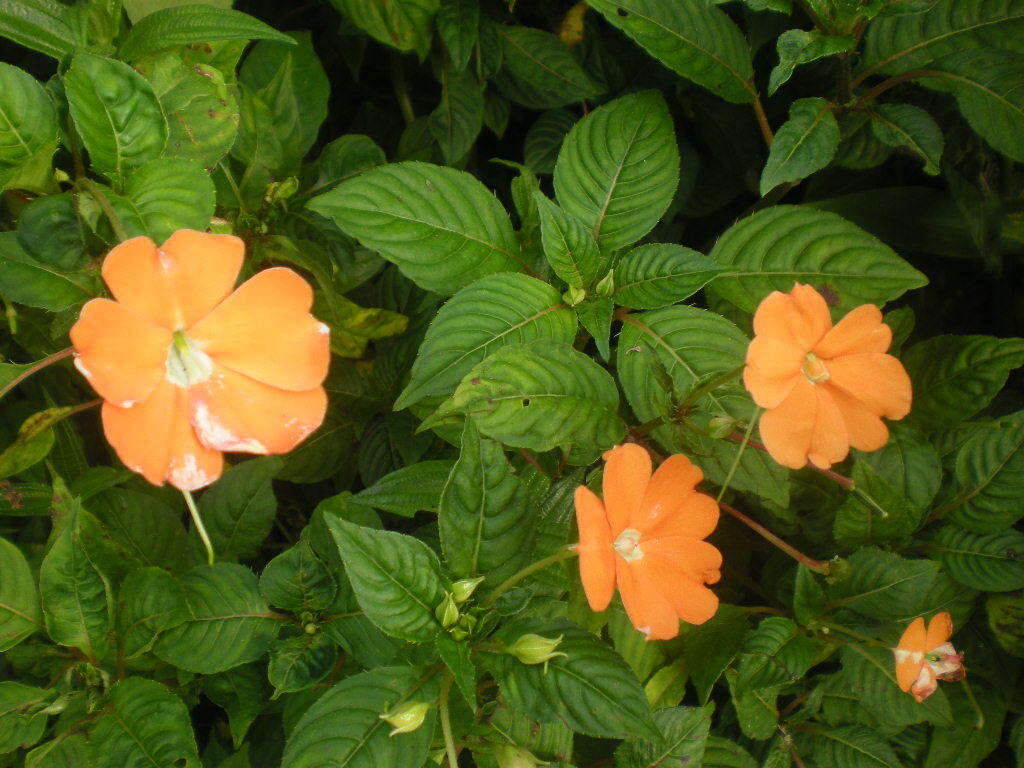 Image of Broad-petaled Balsam