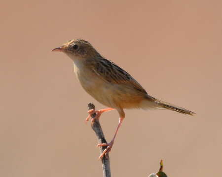 Image of Cisticola chiniana chiniana (Smith & A 1843)