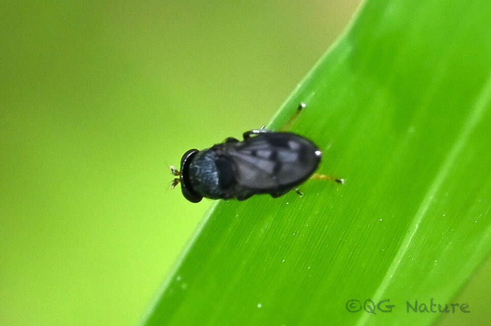 Image of Shore fly