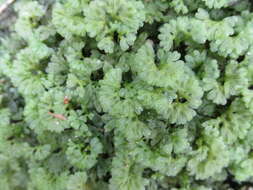 Imagem de Hymenophytaceae