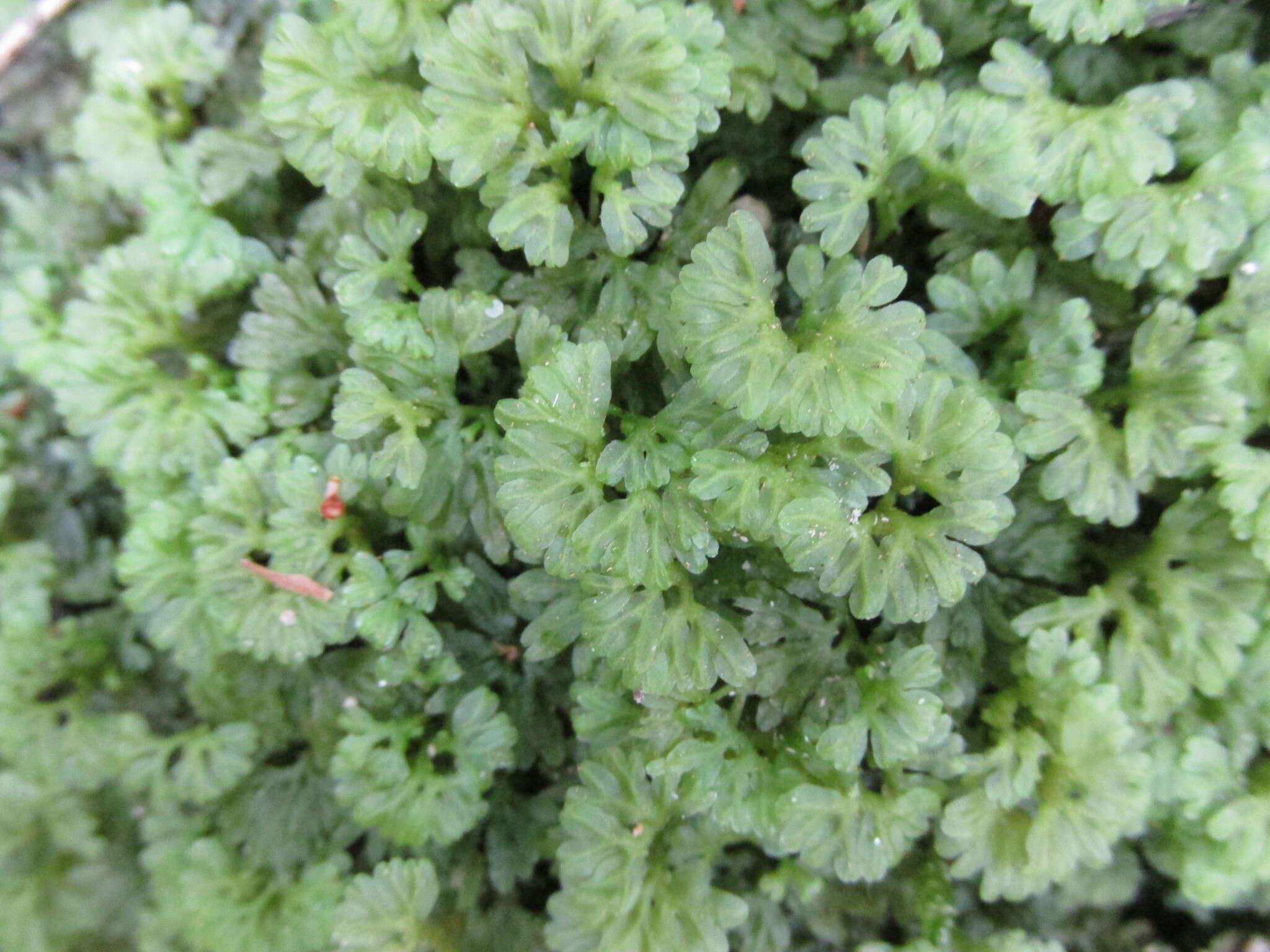 Image of Hymenophytaceae