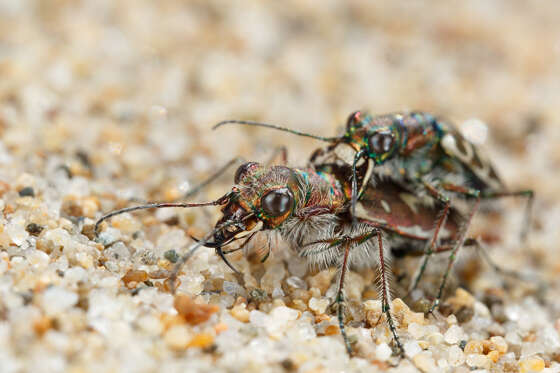 Image of Cicindela (Cicindela) hirticollis gravida Le Conte 1851