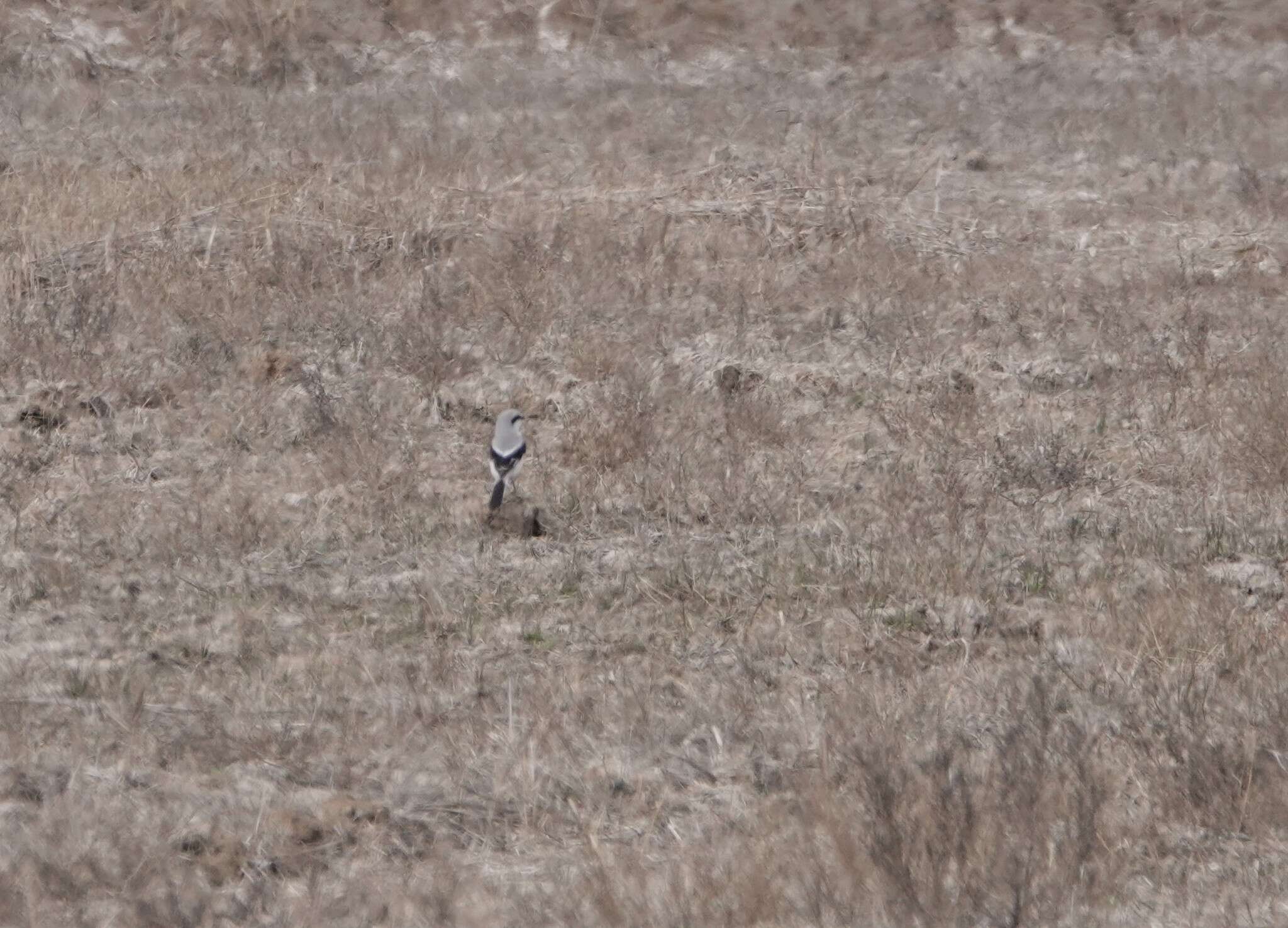 Image of Chinese Grey Shrike