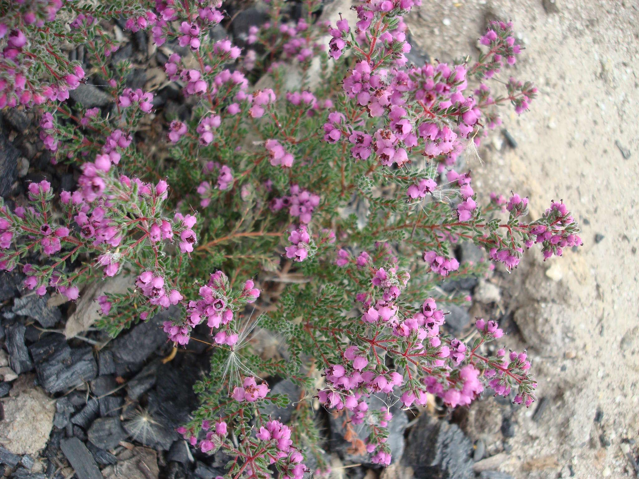 Image of Erica turgida Salisb.