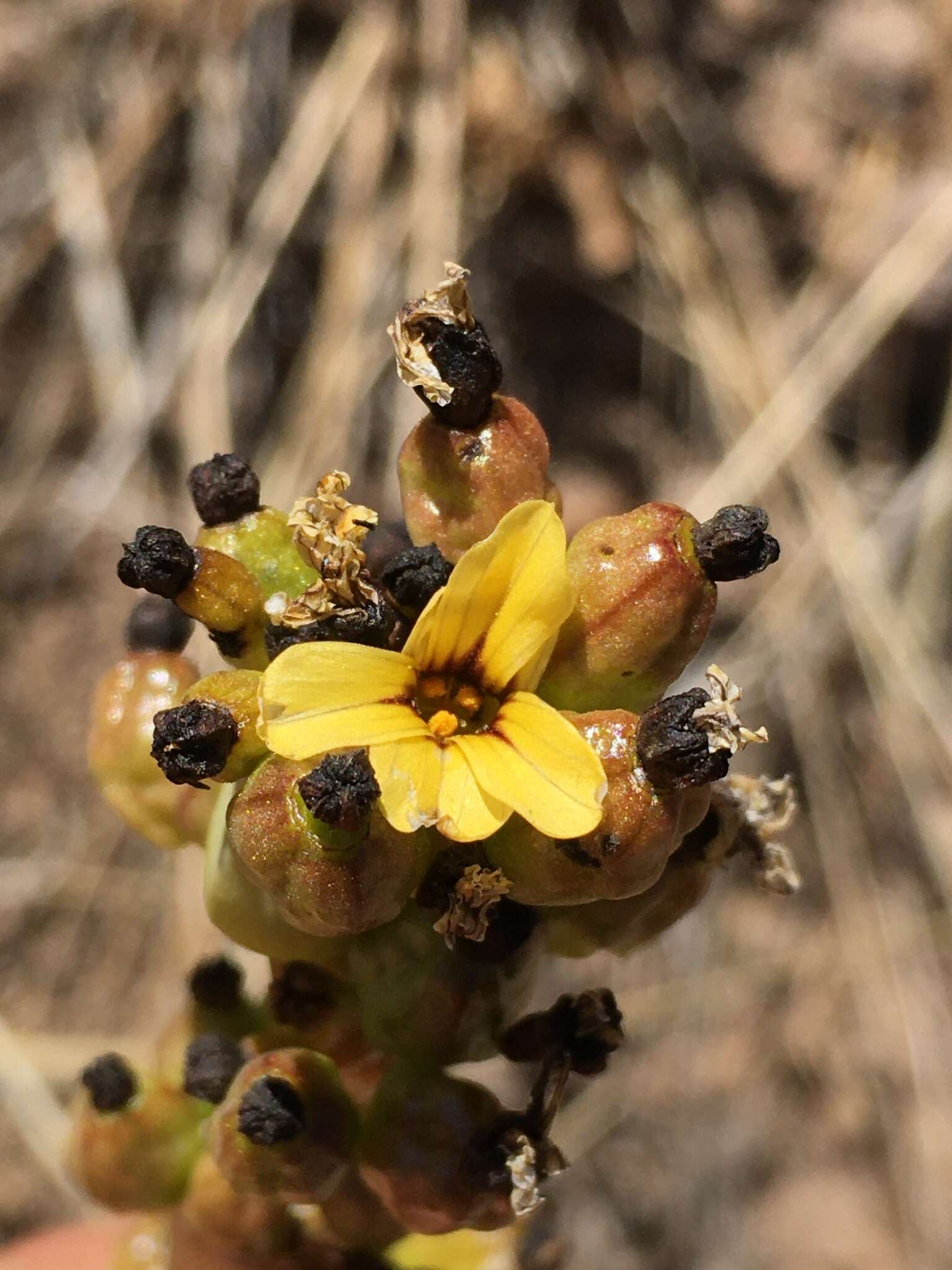 Image of Sisyrinchium striatum Sm.