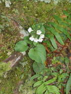 Imagem de Ourisia macrophylla subsp. macrophylla