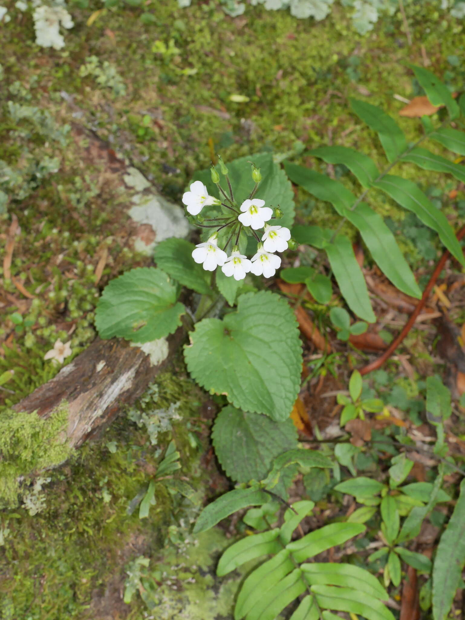 Imagem de Ourisia macrophylla subsp. macrophylla