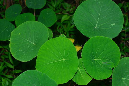 Image of Homalanthus fastuosus (Linden) Fern.-Vill.