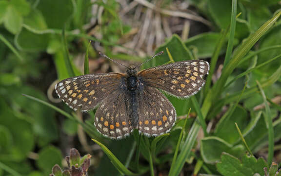 Image of Melitaea asteria Freyer 1828