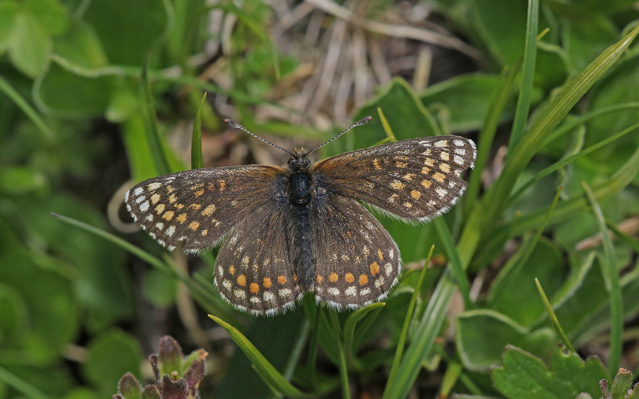 Imagem de Melitaea asteria Freyer 1828