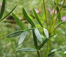 Image of Boronia rivularis C. T. White