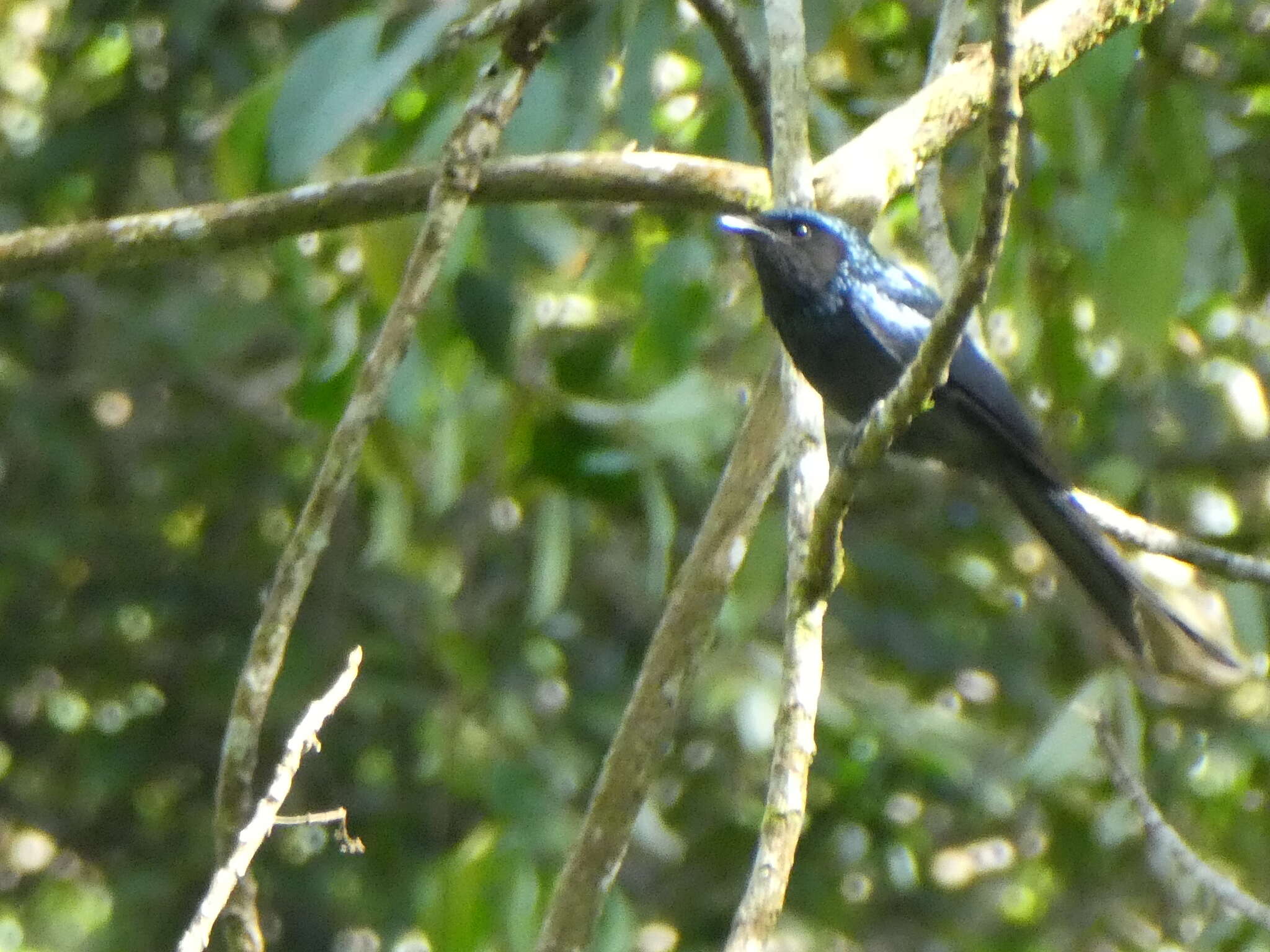 Image de Drongo bronzé