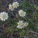 Image of Phylica lucida Pillans