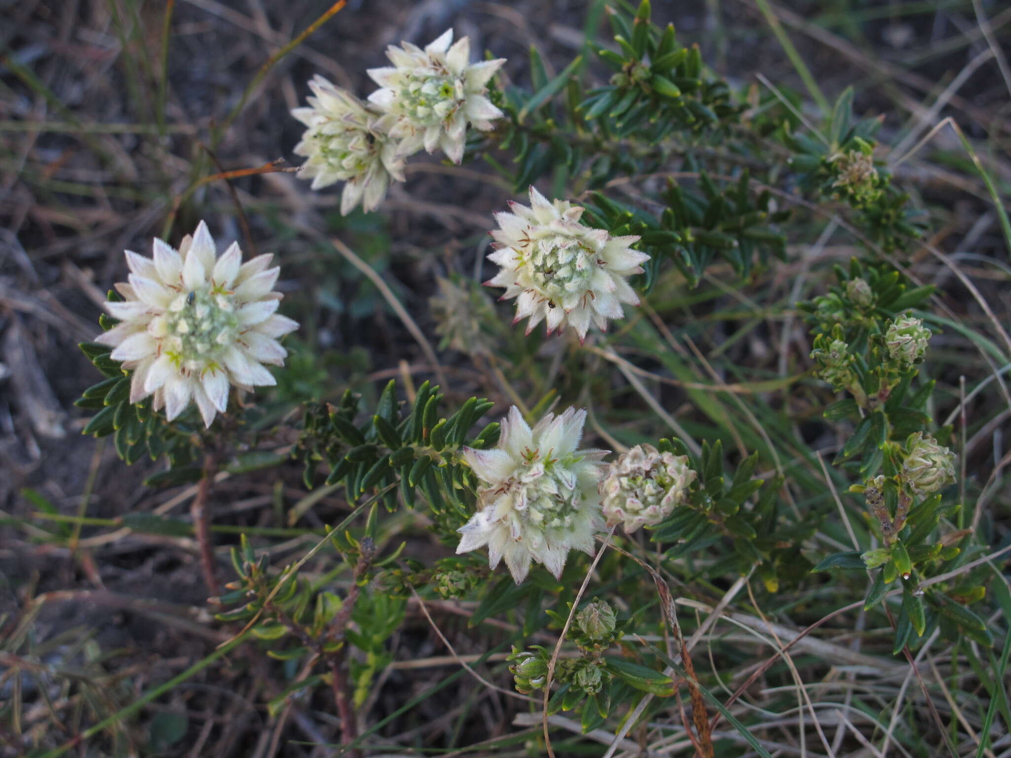 Image of Phylica lucida Pillans