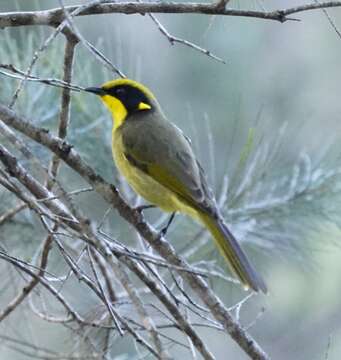 Image of Yellow-tufted Honeyeater