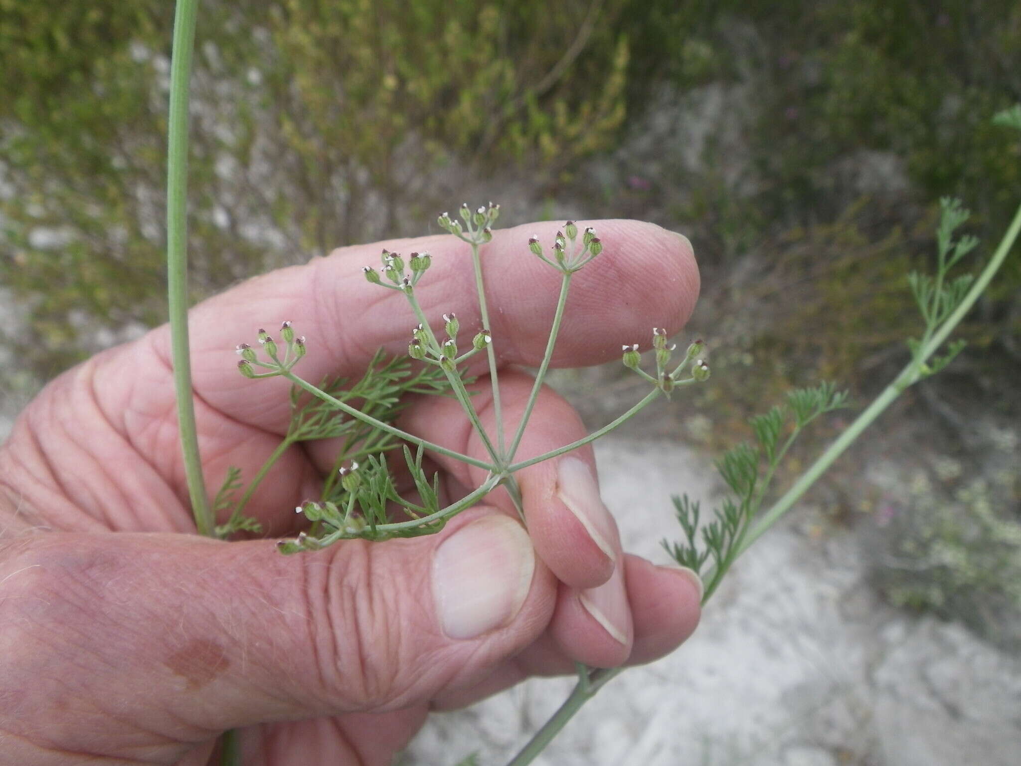 Dasispermum hispidum resmi