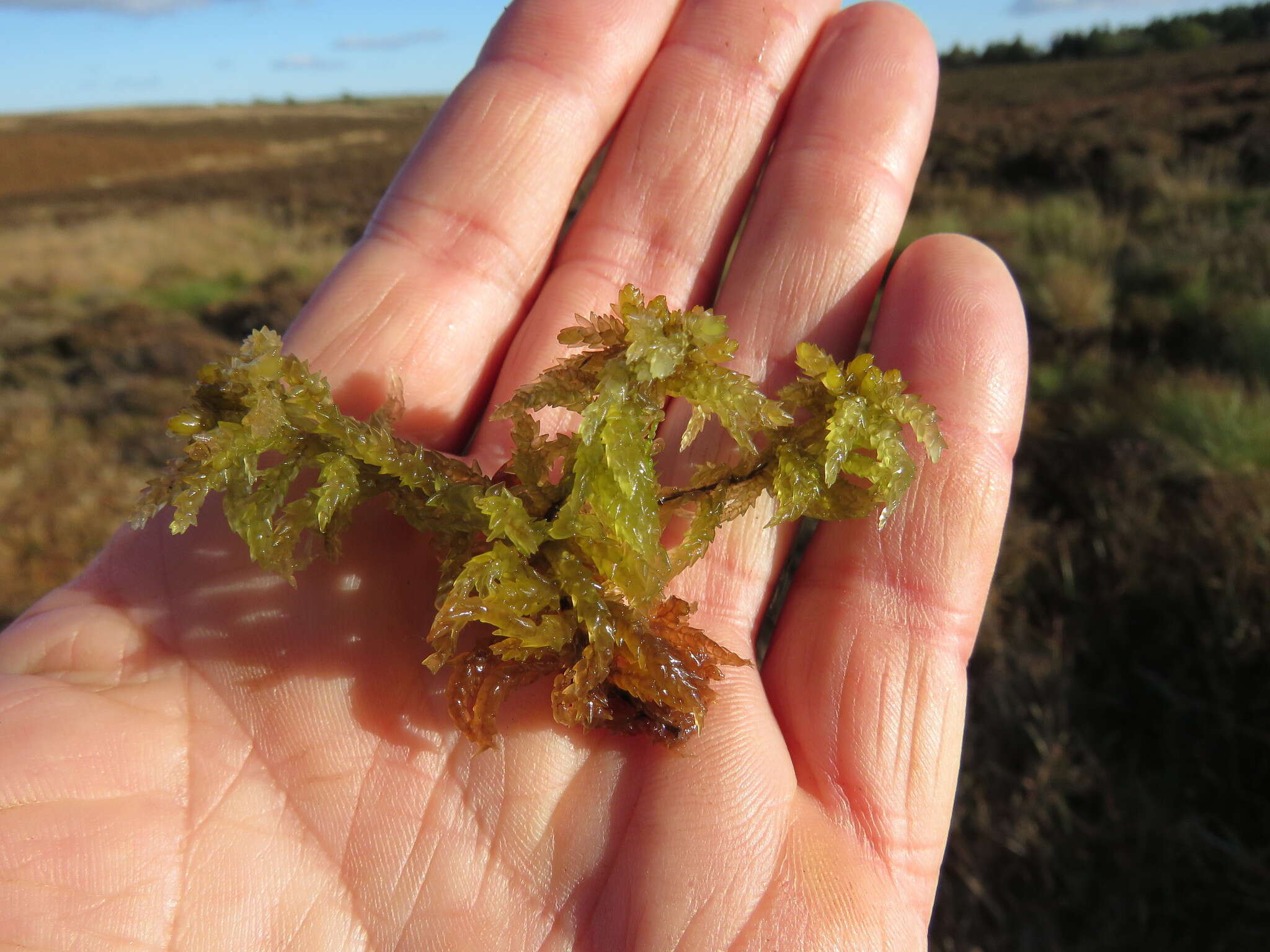 Image of papillose sphagnum