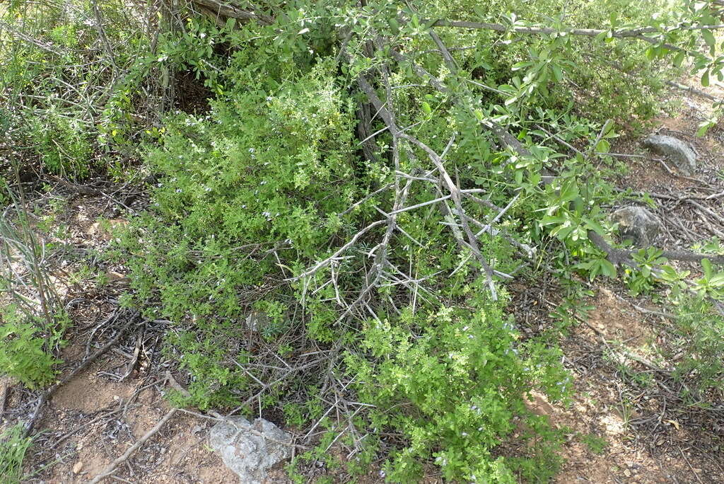 Imagem de Salvia namaensis Schinz